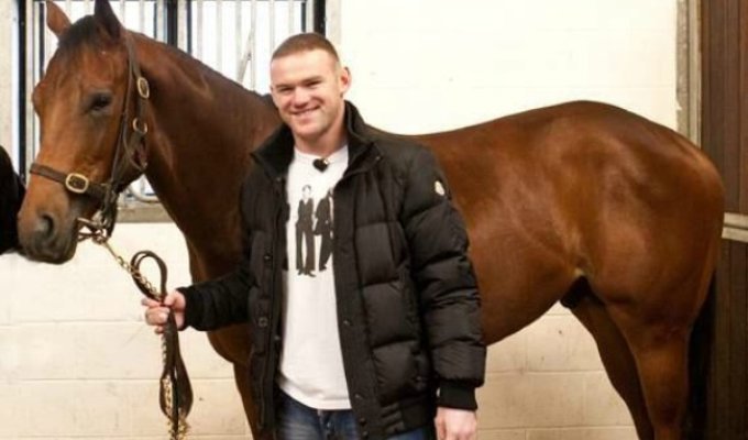 Rooney-Racehorse.jpg