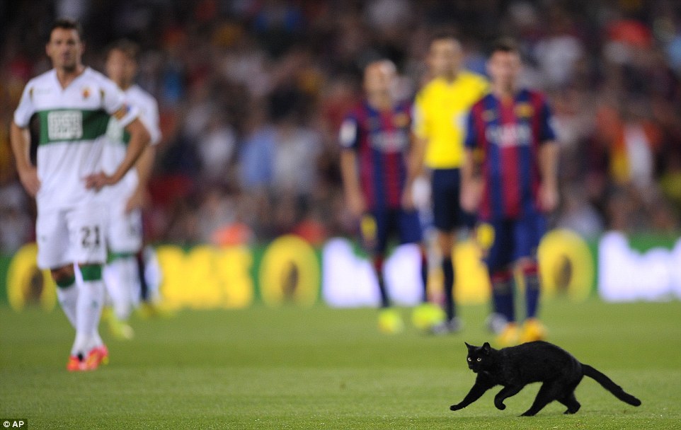 ورود گربه به داخل زمین|بارسلونا 3-0 الچه /  لالیگا