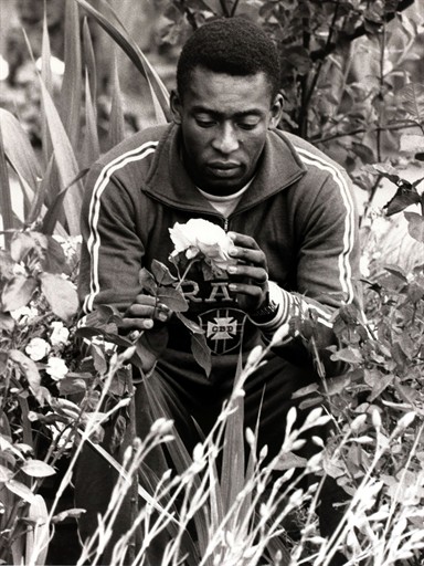 جام جهانی 1966|پله مشغول تماشای یک گل رز در هتل محل اقامت برزیل طی جام جهانی 1966 انگلستان.