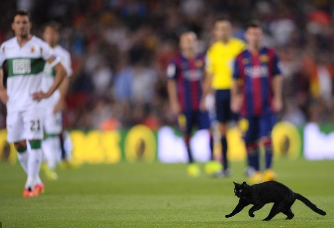 ورود گربه به داخل زمین