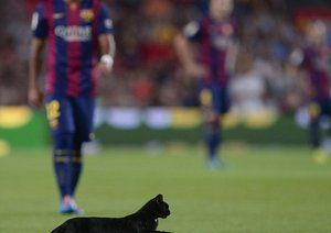 ورود گربه به داخل زمین|بارسلونا 3-0 الچه /  لالیگا