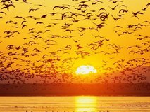 قبل از طلوع...