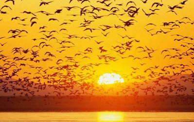 قبل از طلوع...