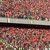 ویدئو : گل اول پرسپولیس(علی علیپور)