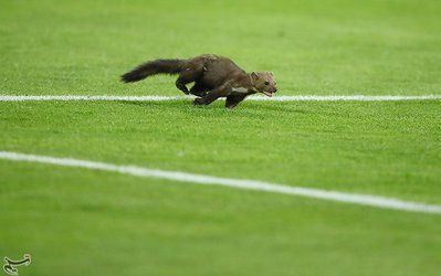 شایعه راسویی: استقلال با کمک جادو و جمبل العین را شکست داد!