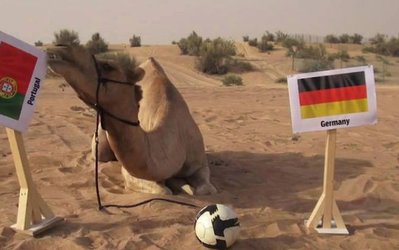 شتر پیش گو پرتغال را برابر آلمان برنده کرد + عکس