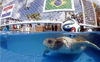 پیش‌بینی درست لاک‌پشت از نخستین بازی جام جهانی