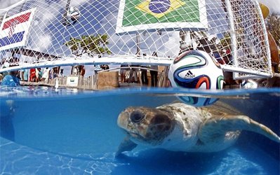 پیش‌بینی نتایج جام جهانی این بار توسط یک لاک پشت!