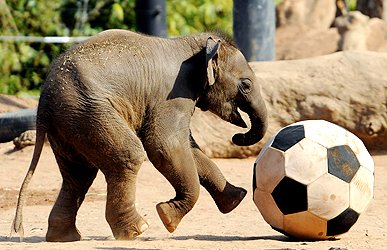 فیل فوتبالیست