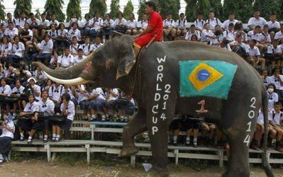 جام جهانی "فیل‌ها" زودتر از جام جهانی فوتبال شروع شد!
